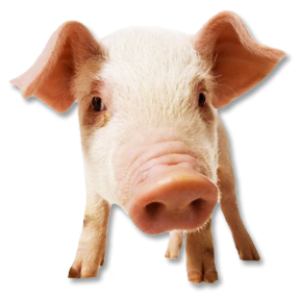 pig PNG image