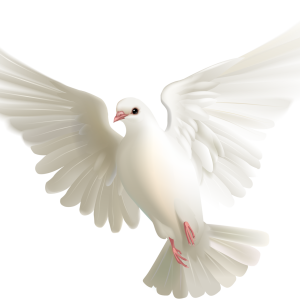 Pigeon PNG