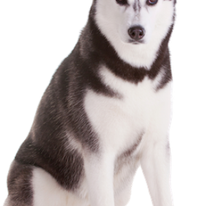 Husky PNG