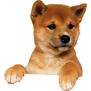 Dog PNG