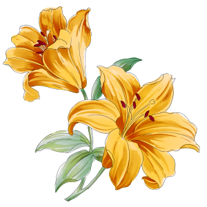 Lilium PNG