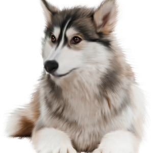 Husky PNG