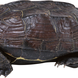 Turtle PNG