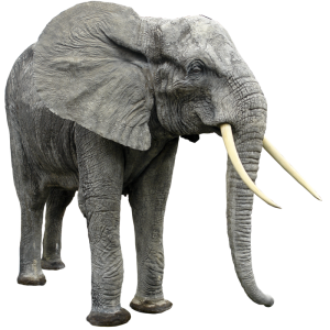 Elephant PNG
