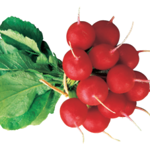 Radish PNG