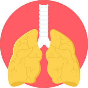 Lungs PNG