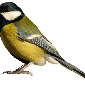 Bird PNG