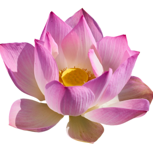 Lotus flower PNG