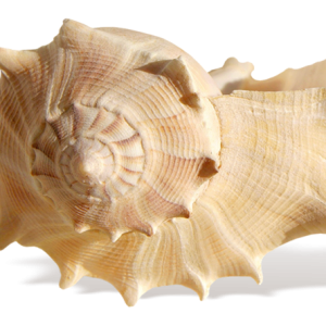 Seashell PNG