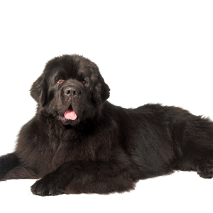 Dog PNG