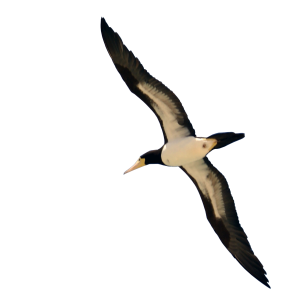 Bird PNG