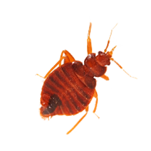 Bed bug PNG