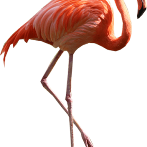 Flamingo PNG