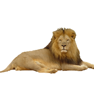 Lion PNG