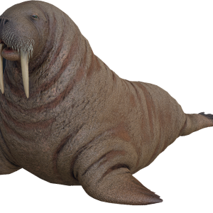 Walrus PNG image