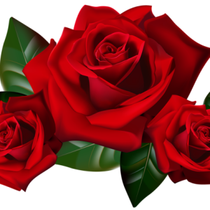 Rose PNG
