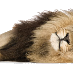 Lion PNG