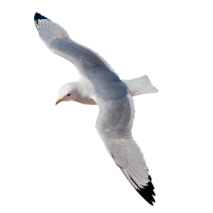 Gull PNG