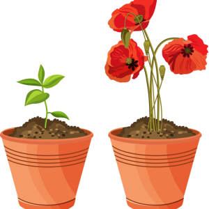 Soil PNG