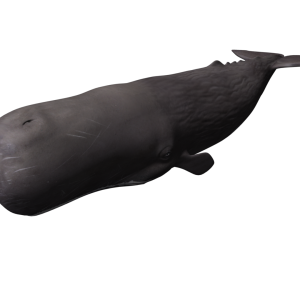 Whale PNG