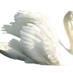 Swan PNG