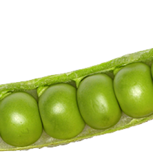 Pea PNG