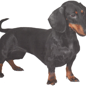 Dachshund PNG