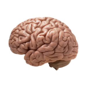 Brain PNG