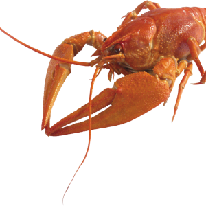 Lobster PNG