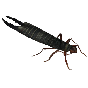 Earwig PNG