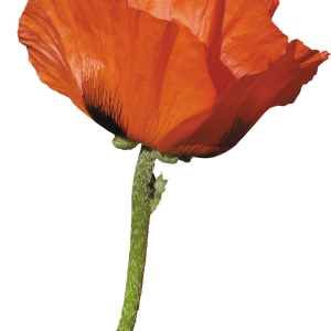 Poppy flower PNG