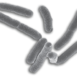 Bacteria PNG