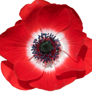 red poppy flower PNG