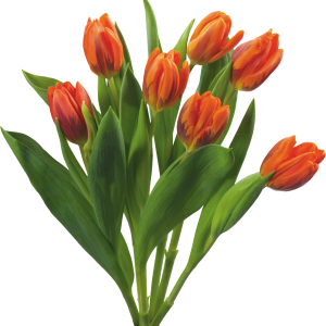 Bouquet flowers PNG