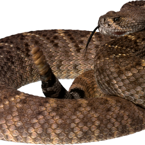 Snake PNG image picture download free
