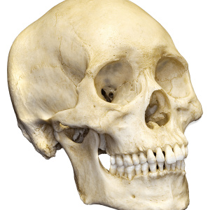 Skull PNG
