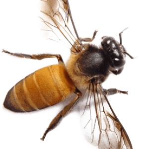 Bee PNG
