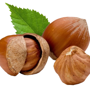 hazelnut PNG
