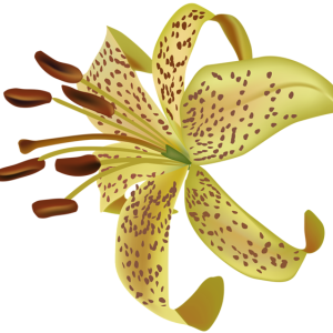 Lilium PNG