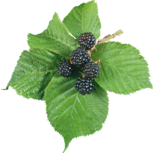 Blackberry PNG