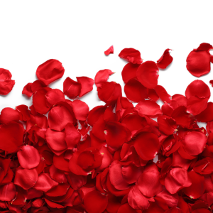 Rose PNG
