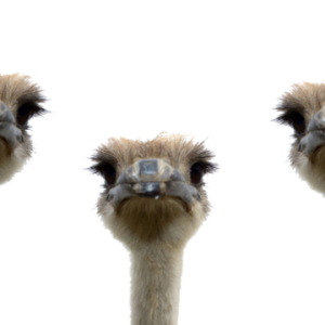Ostrich PNG