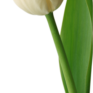 White tulip PNG image