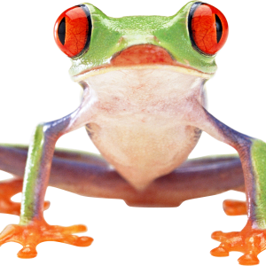 frog PNG image