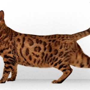 kitten png image, free download picture