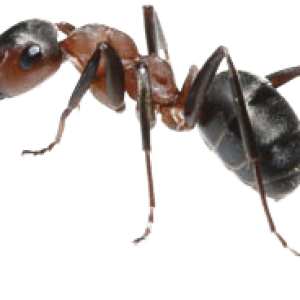 ant PNG