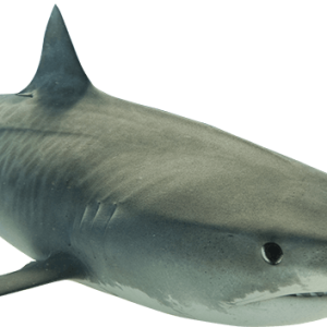 Shark PNG