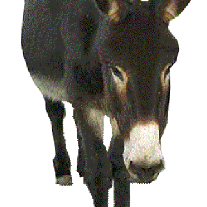 Donkey PNG