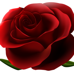 Rose PNG