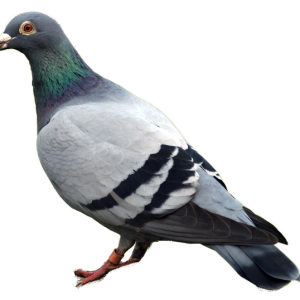 pigeon PNG image